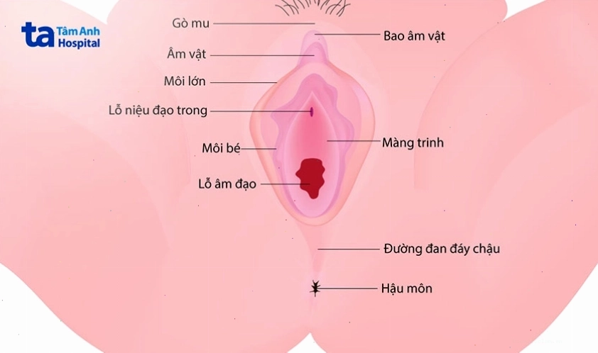 Vị trí của màng trinh trong cơ quan sinh dục nữ