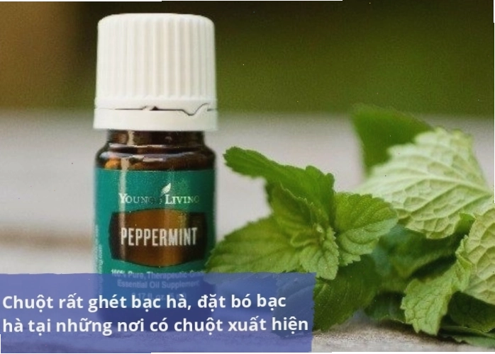 Xua đuổi chuột bằng tinh dầu bạc hà