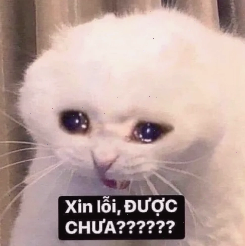 Ảnh troll xin lỗi được chưa