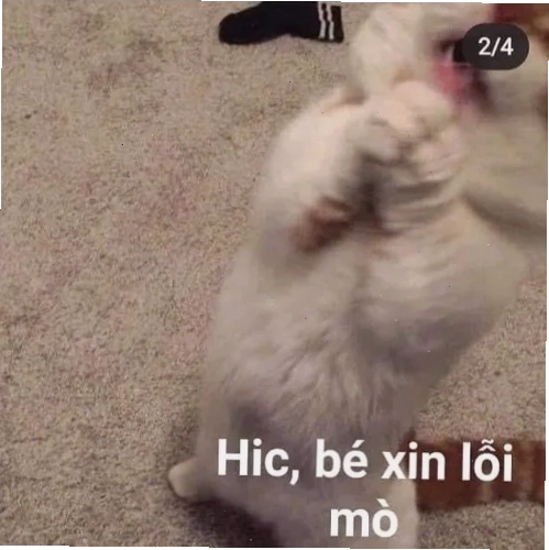 Meme ánh mắt xin lỗi tội nghiệp cực thương