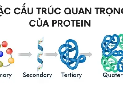 Cấu trúc protein hình thành như thế nào? Giải thích từ A-Z