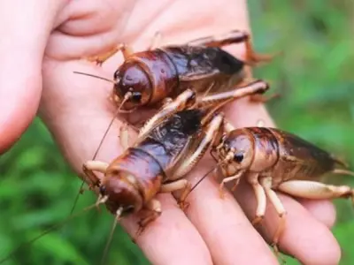 Bị dế cắn có sao không và cách xử lý an toàn
