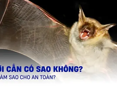 Bị dơi cắn có sao không và cách xử lý an toàn tại nhà