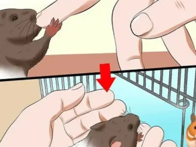 Bị hamster cắn có sao không? Cách xử lý hiệu quả