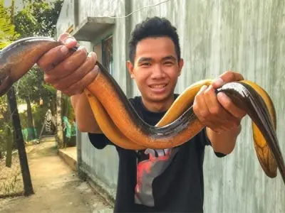 Bị lươn cắn có sao không và cách xử lý tại chỗ an toàn