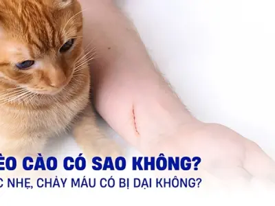 Bị mèo cào có sao không? Biện pháp sơ cứu nhanh