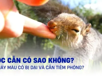 Bị sóc cắn có sao không và cách xử lý đúng cách