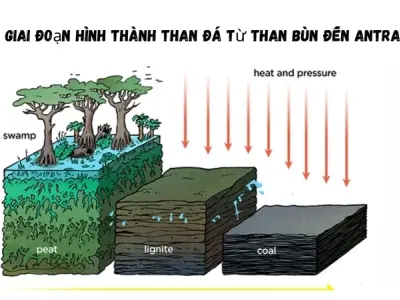 Than đá được hình thành như thế nào? Phân biệt các loại than đá