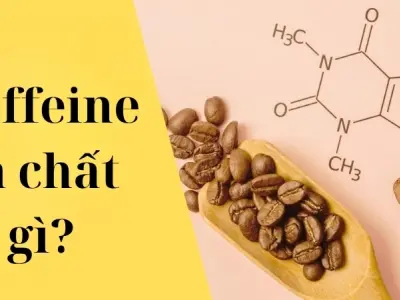 Caffeine là chất gì và ảnh hưởng ra sao đến cơ thể