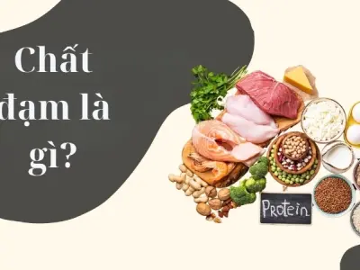 Chất đạm là gì? Vai trò thiết yếu với sự sống con người