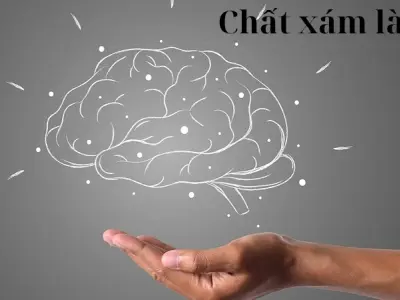 Chất xám là gì? Khám phá bí mật của não bộ con người
