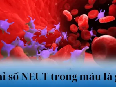 Chỉ số neut trong máu là gì và có liên quan bệnh lý nào?