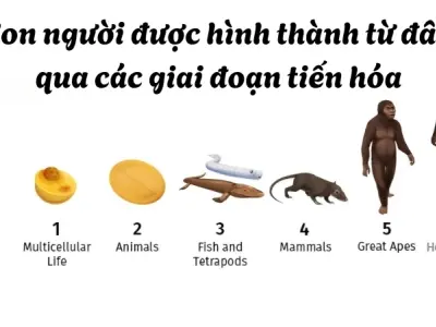Cơ thể chúng ta được hình thành như thế nào? Khám phá về cơ thể người