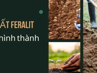 Đất feralit được hình thành như thế nào? Bí ẩn từ quá trình phong hóa mạnh mẽ
