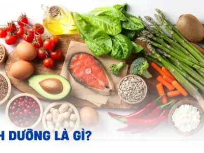 Dinh dưỡng là gì? Vai trò và tầm quan trọng cho cơ thể