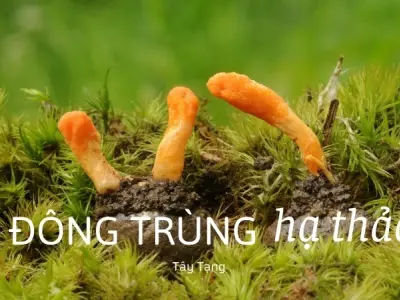 Tìm hiểu đông trùng hạ thảo hình thành như thế nào?