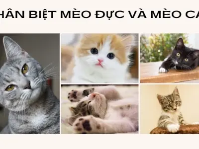 Cách phân biệt mèo đực mèo cái - Hướng dẫn chi tiết từ A đến Z