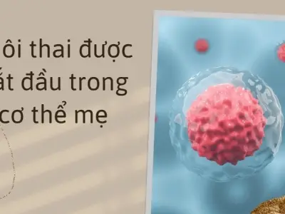 Phôi thai hình thành như thế nào? Hành trình kỳ diệu của sự sống ban đầu