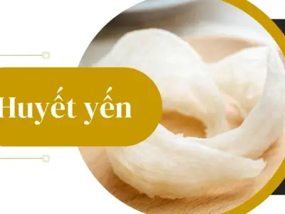 Huyết yến được hình thành như thế nào? Bí ẩn "cực phẩm" từ thiên nhiên