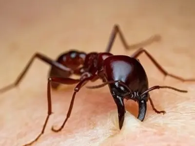 Kiến lửa cắn có bị sao không và cách xử lý an toàn