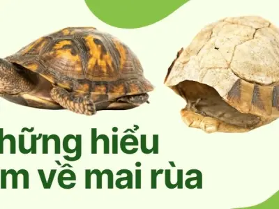 Mai rùa được hình thành như thế nào? Cấu tạo của mai rùa