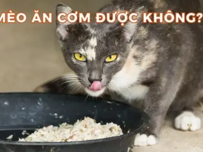 Mèo ăn cơm có bị sao không và cách cho ăn đúng chuẩn