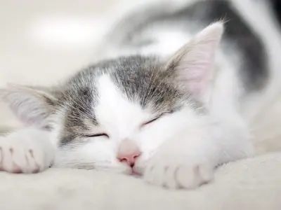 Giải mã hiện tượng mèo ngủ nhiều có bị sao không