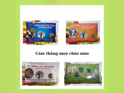 Cách chọn cám chào mào thắng mẹo giúp chim khỏe mạnh
