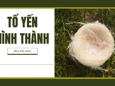 Tổ yến được hình thành như thế nào? Cách phân biệt yến đảo và yến nhà