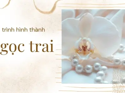 Ngọc trai hình thành như thế nào? Khám phá quá trình kỳ diệu từ lòng biển sâu