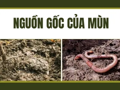 Mùn được hình thành như thế nào? Thứ vàng đen của nông nghiệp