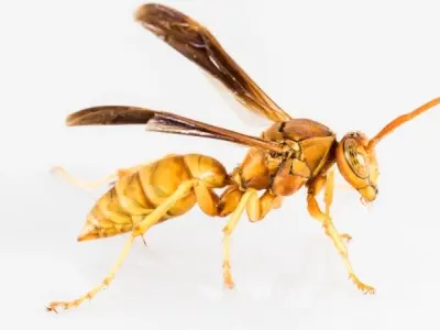 Ong đốt có bị sao không và cách xử lý an toàn nhất