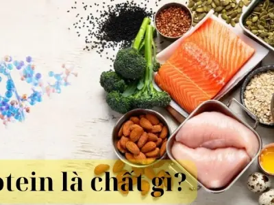 Protein là chất gì? Vai trò và lợi ích với sức khỏe