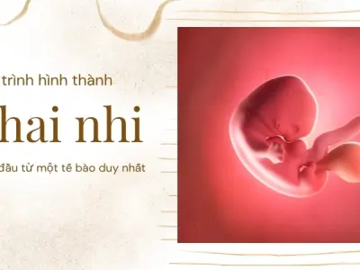 Hiểu biết quá trình thai nhi hình thành như thế nào trong 9 tháng