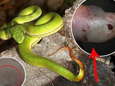 Rắn lục cắn có bị sao không? Cách xử lý nhanh nhất