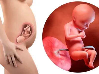 Con người được hình thành như thế nào? Hành trình kỳ diệu của sự sống