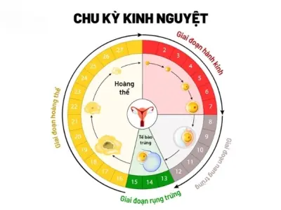 Vòng kinh 26 ngày có bị sao không và có cần lo lắng?
