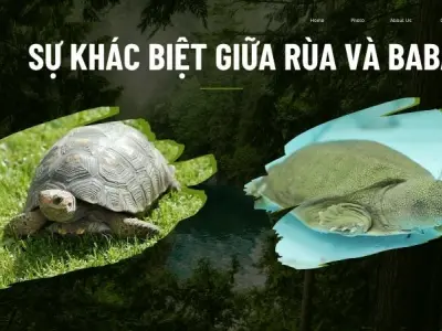 Mẹo nhỏ phân biệt rùa và ba ba qua môi trường sống và tập tính