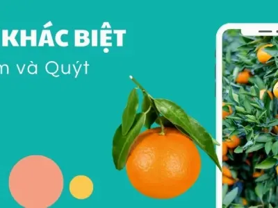 Cách phân biệt cam và quýt - Điểm khác biệt "nhìn cái biết ngay" từ vỏ đến ruột