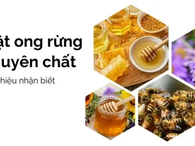 Cách phân biệt mật ong rừng - Những dấu hiệu chuẩn 100%