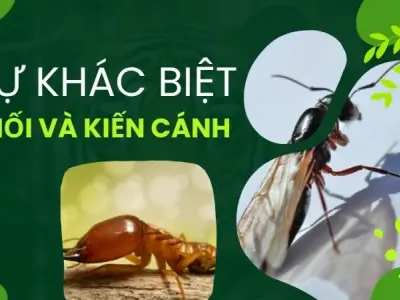 Phân biệt kiến cánh và mối - Hướng dẫn chi tiết nhận diện và xử lý