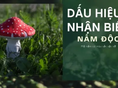 Cách phân biệt nấm độc và nấm thường - Phân biệt nấm ăn được dễ hiểu