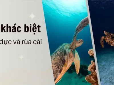 Cách phân biệt rùa đực và cái - Hướng dẫn chi tiết cho người nuôi rùa
