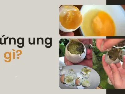 Bí kíp nhận biết trứng ung - Hướng dẫn soi trứng ung