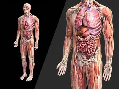 Anatomy là gì? Vì sao giải phẫu học quan trọng trong nghệ thuật?