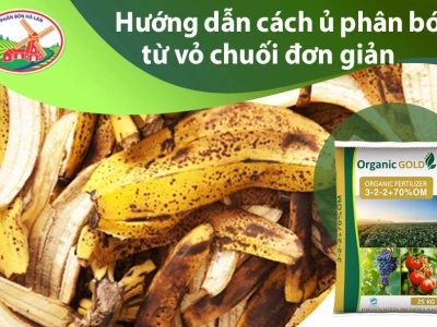 Bí quyết làm dịch chuối tưới cây đơn giản, hiệu quả bất ngờ