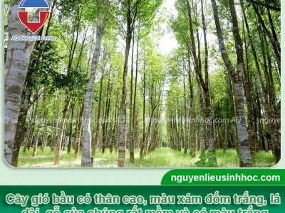 Bí quyết nhận biết cây gió bầu chuẩn xác, phân biệt thật giả
