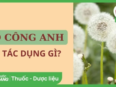 Cách nhận biết cây bồ công anh và phân biệt các loại phổ biến