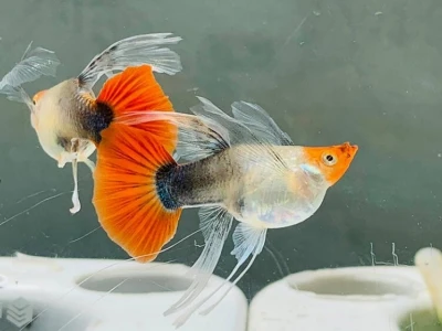 Dấu hiệu nhận biết cá bảy màu sắp đẻ chính xác nhất