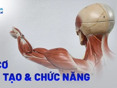 Hệ cơ quan là gì? Cấu tạo và vai trò các hệ cơ quan trong cơ thể